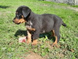11 chiots Beaucerons LOF disponibles à la réservation