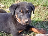 11 chiots Beaucerons LOF disponibles à la réservation