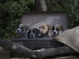 Chiots American Bully disponibles le 12 octobre