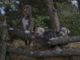 Chiots American Bully disponibles le 12 octobre