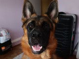 Chien Berger Allemand LOF à vendre