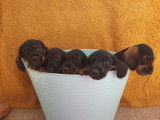 5 chiots Teckels Standard à poil dur LOF disponibles à la vente
