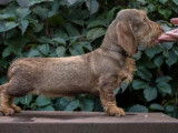 Chienne adulte Teckel Standard à poil dur LOF à vendre
