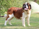Chienne Saint-Bernard LOF de 5 ans bicolore disponible à l’achat