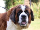 Chienne Saint-Bernard LOF de 5 ans bicolore disponible &agrave; l&rsquo;achat