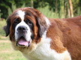Chienne Saint-Bernard LOF de 5 ans bicolore disponible &agrave; l&rsquo;achat