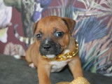 4 chiots Staffordshire Bull Terrier LOF disponibles à la réservation