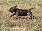 À vendre 3 chiots Staffordshire Bull Terriers LOF