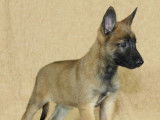 Des chiots Bergers Belges Malinois LOF disponibles à l’achat