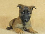 Des chiots Bergers Belges Malinois LOF disponibles à l’achat