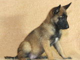 Des chiots Bergers Belges Malinois LOF disponibles à l’achat