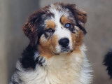 Un chiot mâle Berger Australien bleu merle LOF à vendre