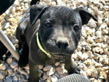 3 chiots femelles Staffordshire Bull Terriers LOF noires mises en vente