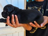 3 chiots femelles Staffordshire Bull Terriers LOF noires mises en vente