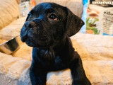 3 chiots femelles Staffordshire Bull Terriers LOF noires mises en vente