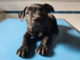 3 chiots femelles Staffordshire Bull Terriers LOF noires mises en vente