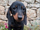 2 chiots Teckel Nains LOF à poil ras noir et feu disponibles à l’achat