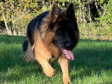Chien adulte mâle Berger Allemand LOF de 3 ans à vendre
