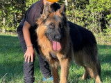 Chien adulte mâle Berger Allemand LOF de 3 ans à vendre