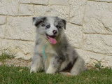 Disponible à l’achat un chiot Border Collie mâle bleu merle LOF