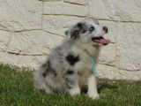 Disponible à l’achat un chiot Border Collie mâle bleu merle LOF
