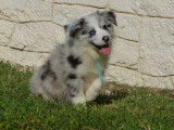 Disponible à l’achat un chiot Border Collie mâle bleu merle LOF