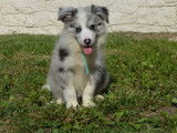 Disponible à l’achat un chiot Border Collie mâle bleu merle LOF