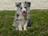 Disponible à l’achat un chiot Border Collie mâle bleu merle LOF