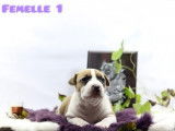 3 chiots American Staffordshire Terriers LOF à réserver