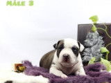 3 chiots American Staffordshire Terriers LOF à réserver