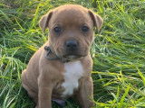 3 chiots Staffordshire Bull Terriers à réserver (LOF)