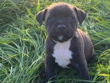 3 chiots Staffordshire Bull Terriers à réserver (LOF)