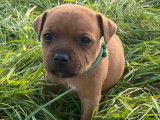 3 chiots Staffordshire Bull Terriers à réserver (LOF)