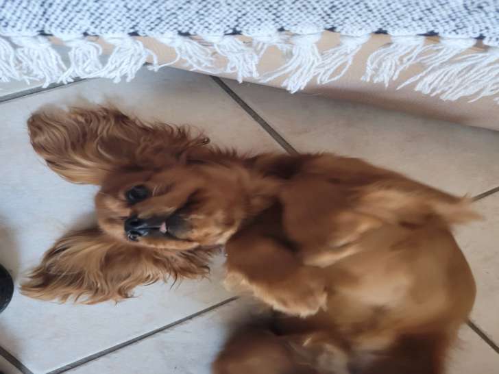 Mâle Cavalier King Charles Spaniel disponible pour saillie