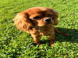 Mâle Cavalier King Charles Spaniel disponible pour saillie