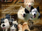 Laika de iakoutie