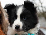 Laika de iakoutie