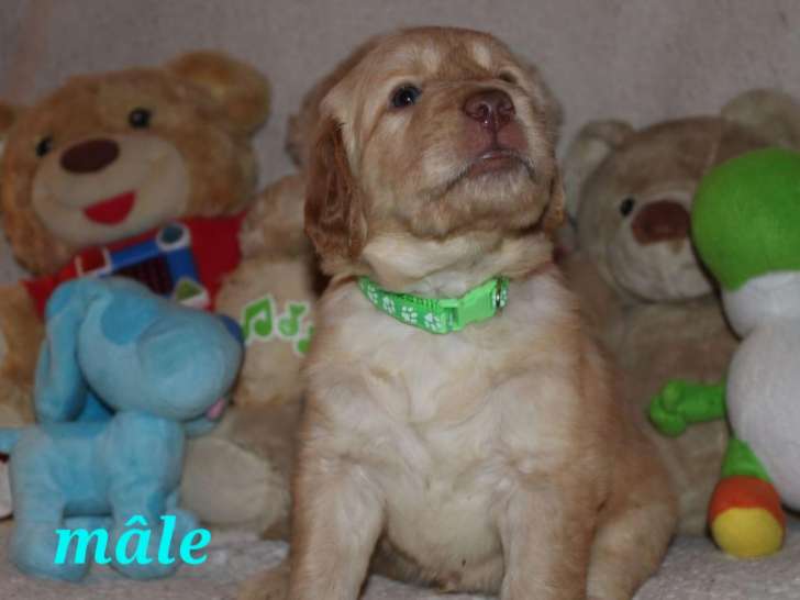 Chiots de type Goldendoodle à vendre (4 femelles & 6 mâles)