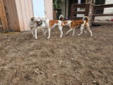 Chiots de 9 mois à vendre