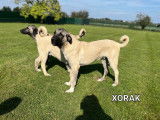 Chiots mâles Kangal disponibles