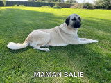 Chiots mâles Kangal disponibles