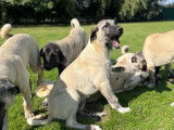 Chiots mâles Kangal disponibles