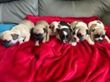 Chiots Bouledogue Français à vendre
