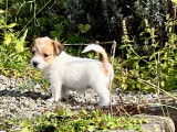 Chiots Jack Russell à poil long à vendre