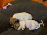 Chiots Jack Russell à poil long à vendre