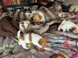 Chiots Jack Russell à poil long à vendre