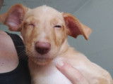 Chiots Podenco adorable à adopter