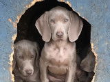 Chiots de race Braque de Weimar à vendre (3 femelles)