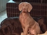 Chiots de race Braque de Weimar à vendre (3 femelles)
