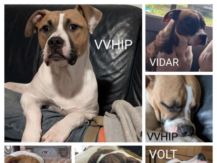 Chiots Bouledogue Américain pure Race